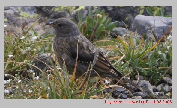Alpine Accentor