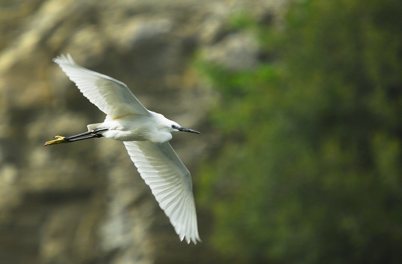 Little Egret