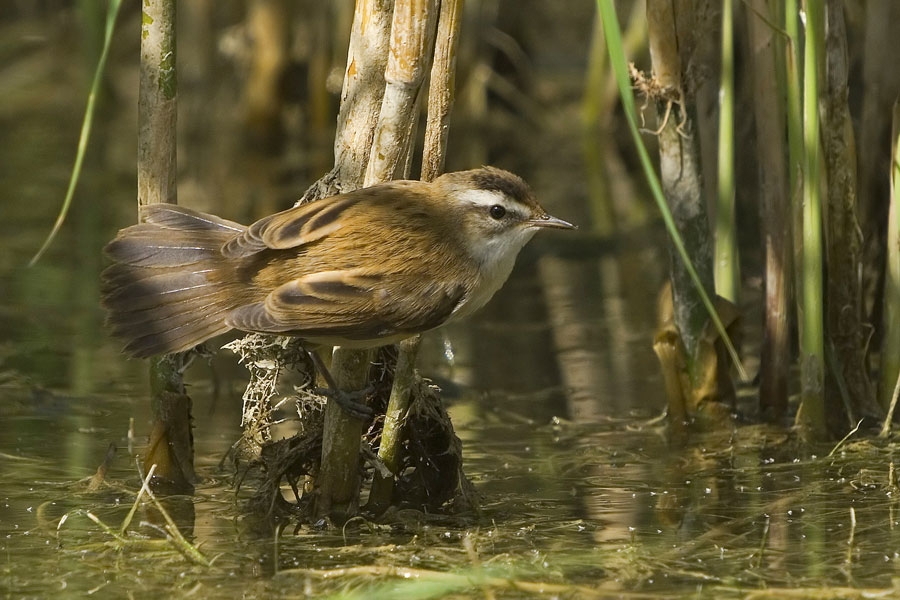 Moustached Warbler