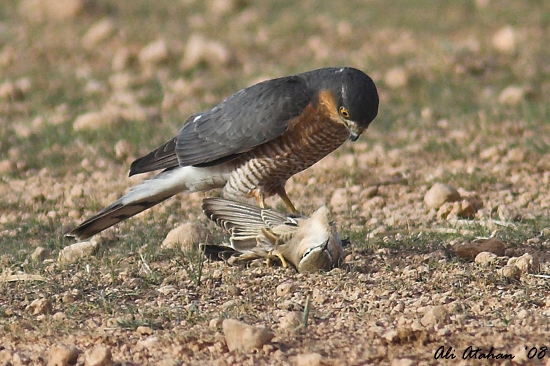 Eurasian Sparrowhawk