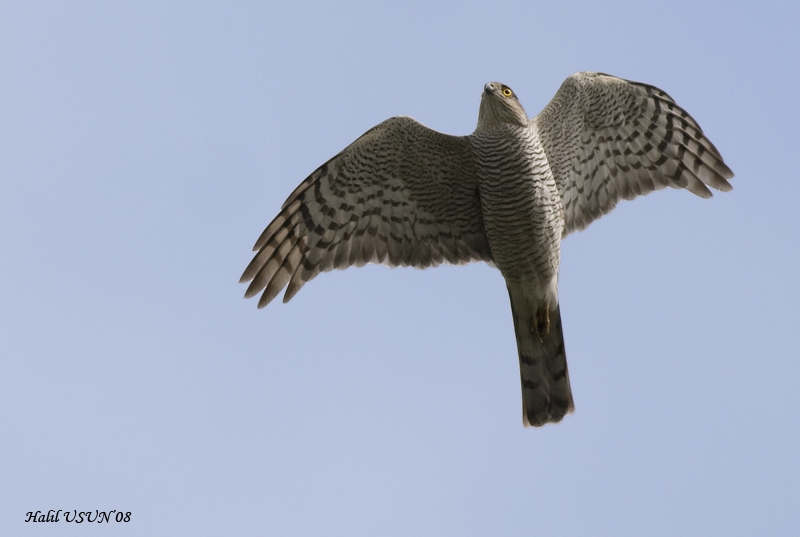 Eurasian Sparrowhawk