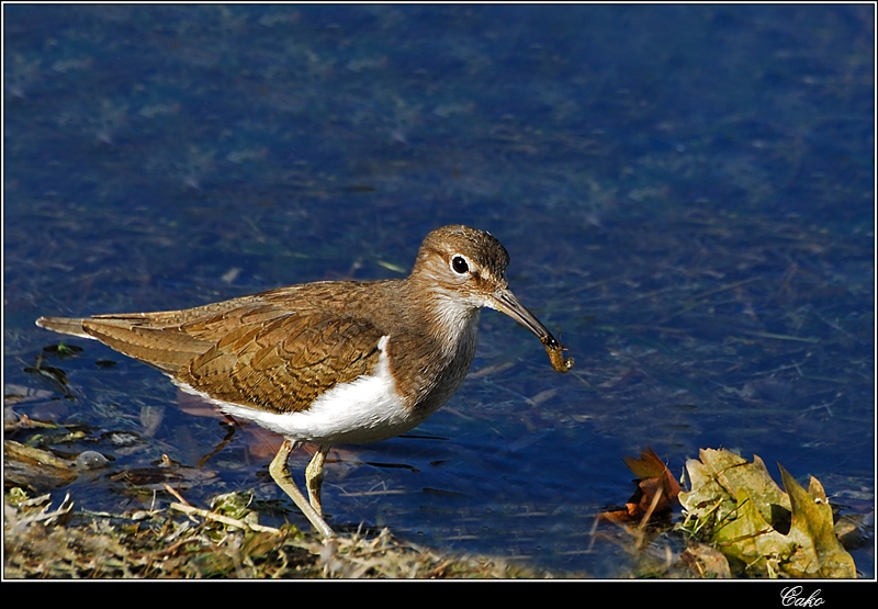 Common Sandpiper