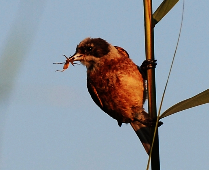 Eurasian Penduline Tit