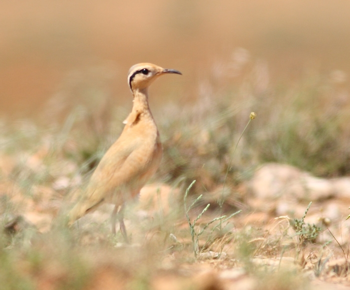 Cream-colored Courser