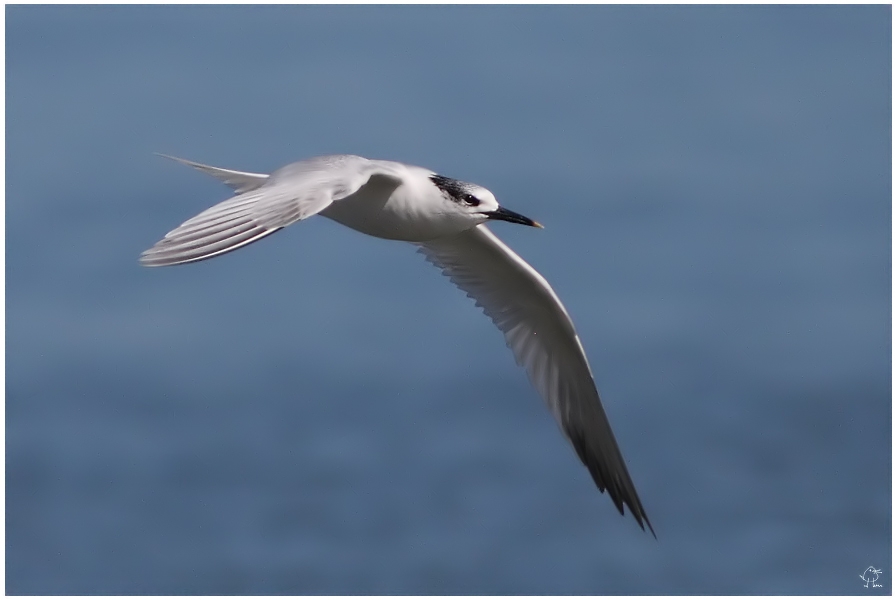 Sandwich Tern