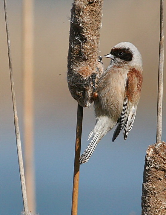 Eurasian Penduline Tit