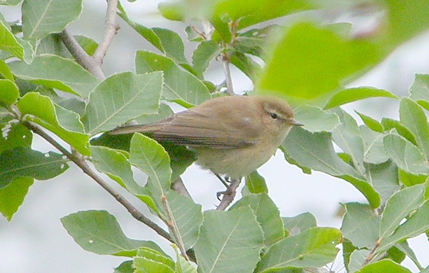 Mountain Chiffchaff