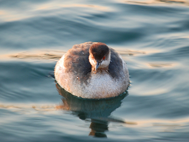 Black-necked Grebe