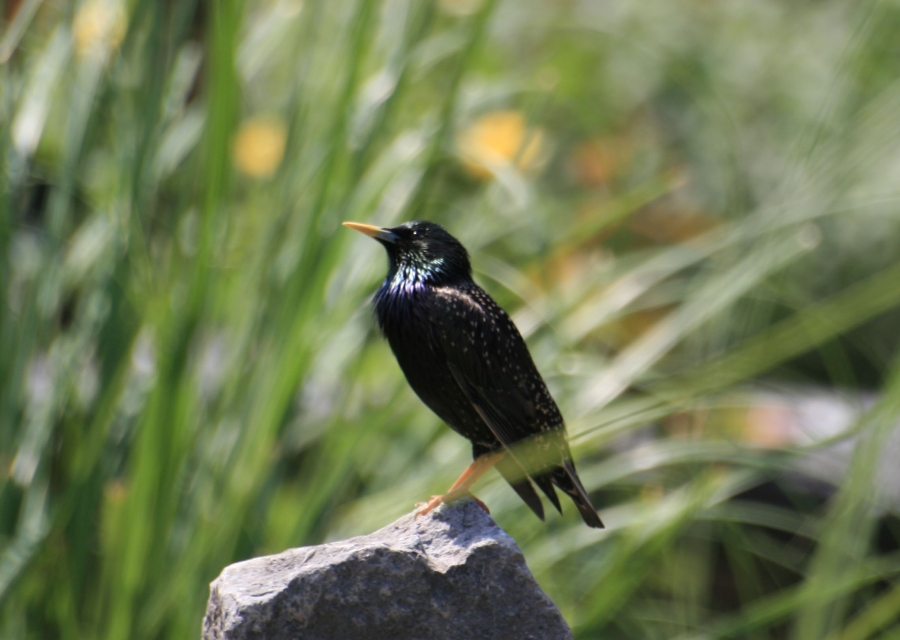 Common Starling
