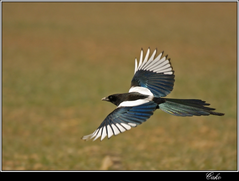 Eurasian Magpie