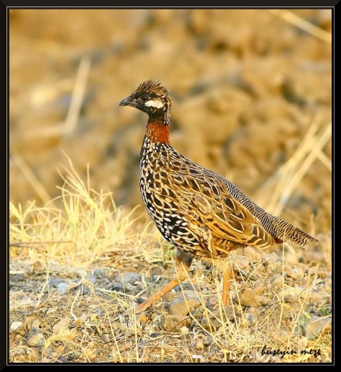 Black Francolin