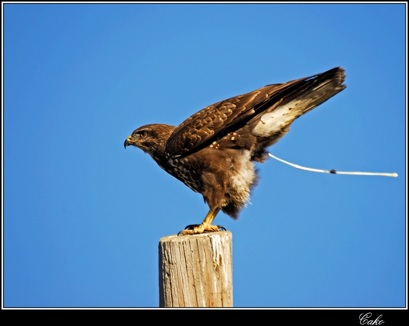 Common Buzzard