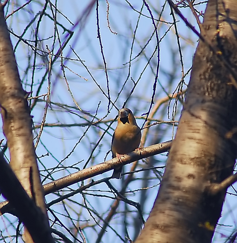 Hawfinch