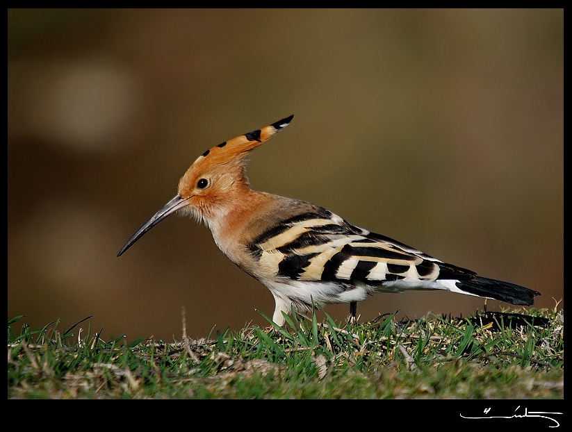 Common Hoopoe