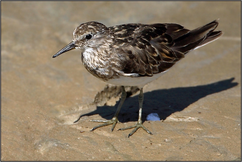 Temminck`s Stint