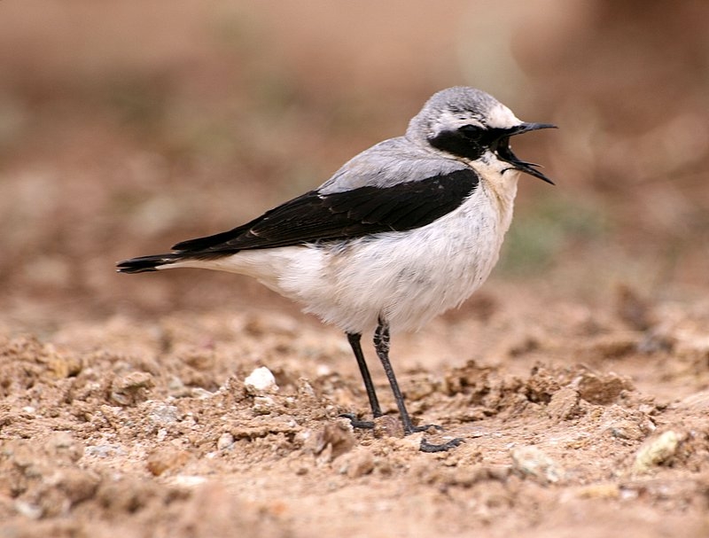 Northern Wheatear