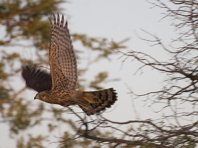 Eurasian Goshawk