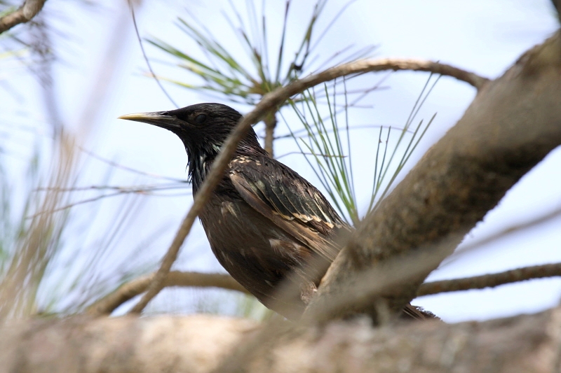 Common Starling