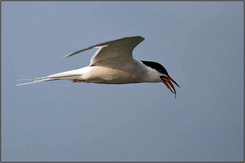 Common Tern
