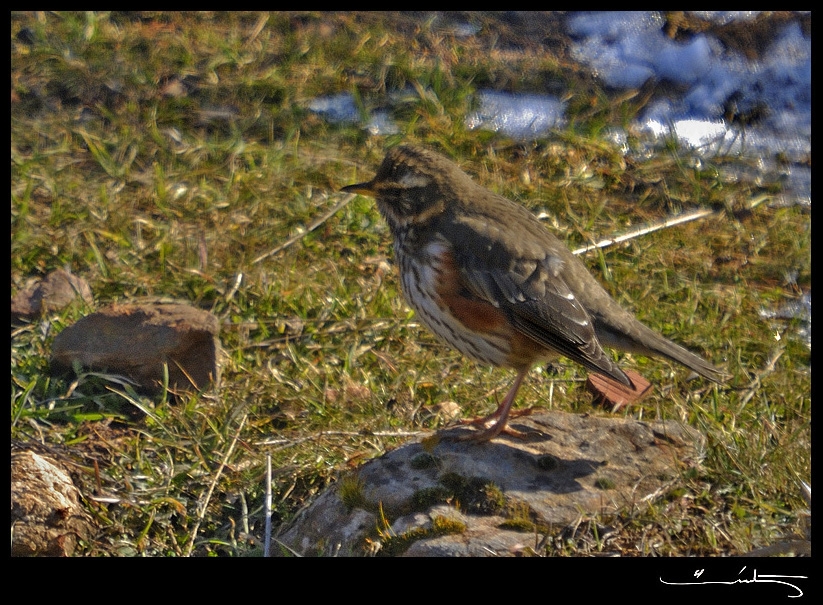 Redwing