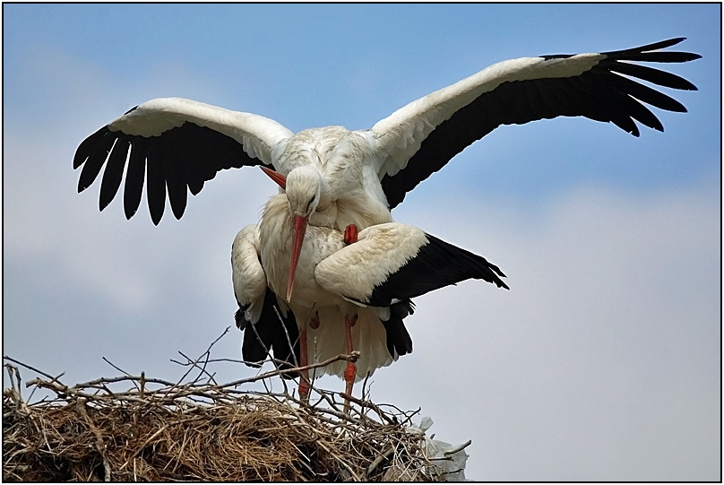 White Stork