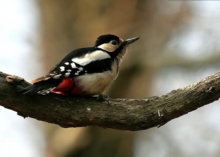 Great Spotted Woodpecker