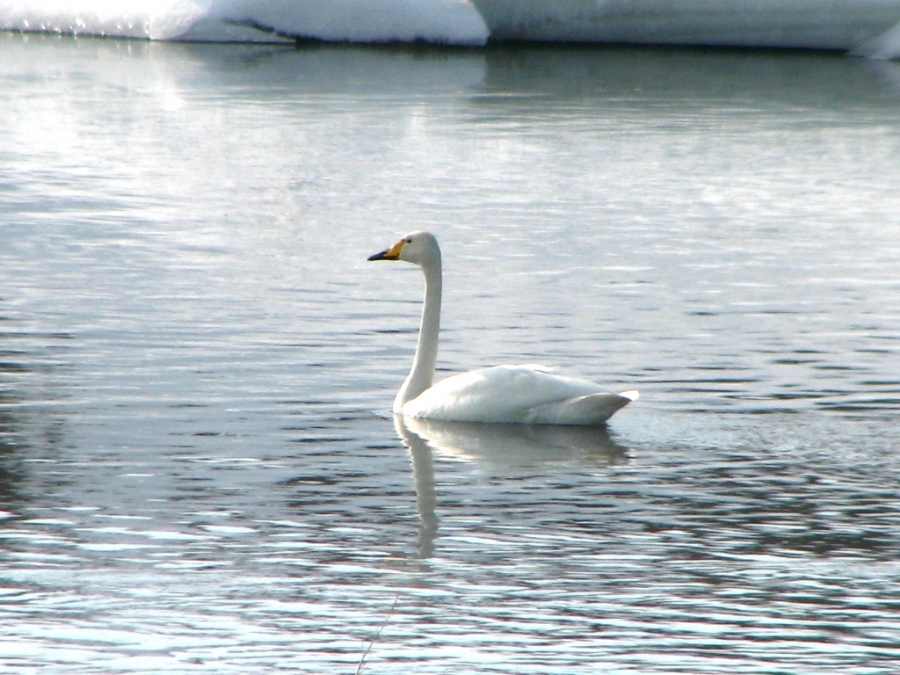 Whooper Swan