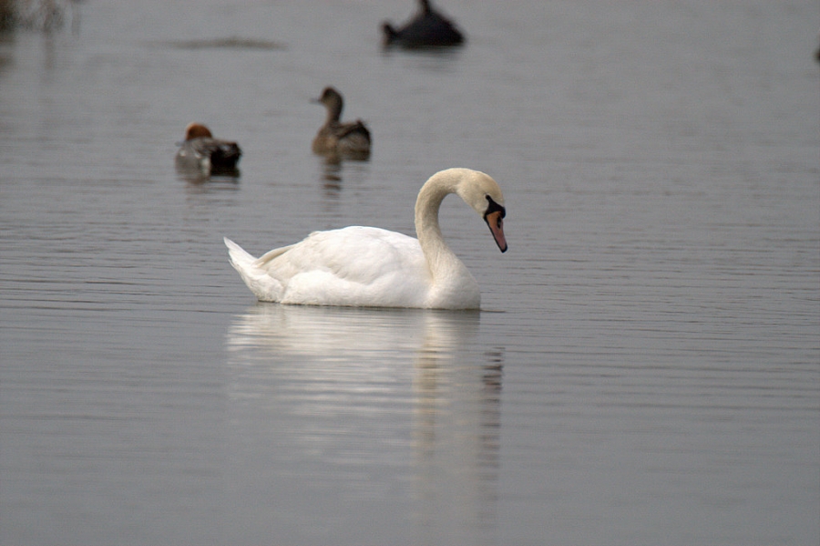 Mute Swan