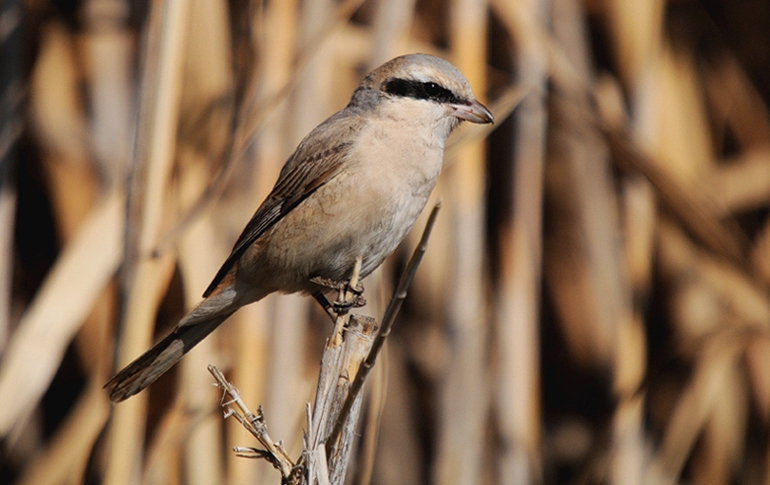 Red-tailed Shrike
