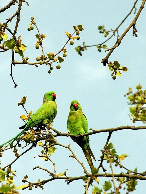 Rose-ringed Parakeet