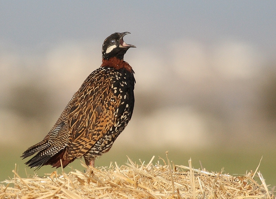 Black Francolin