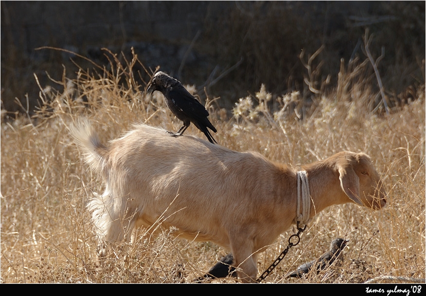 Western Jackdaw