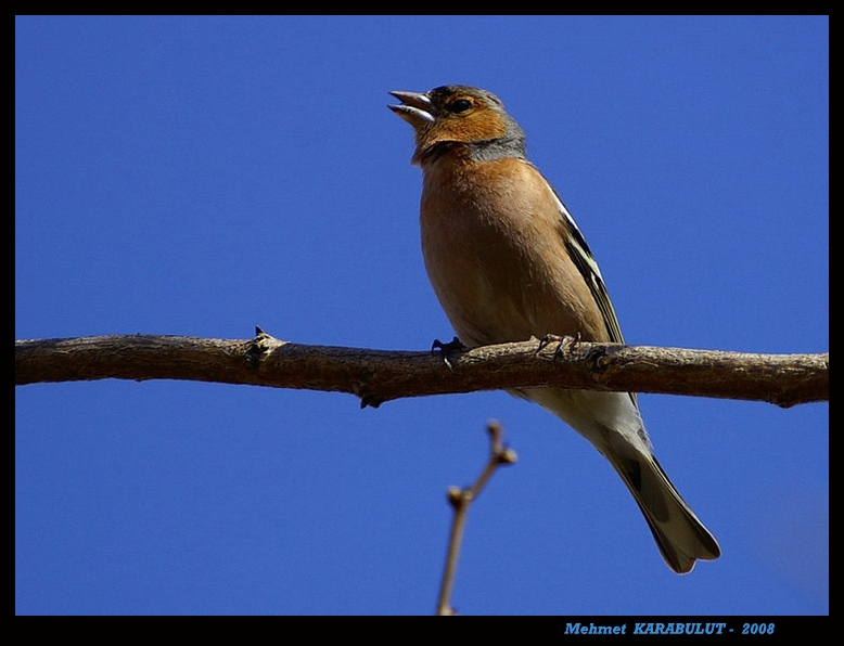Eurasian Chaffinch