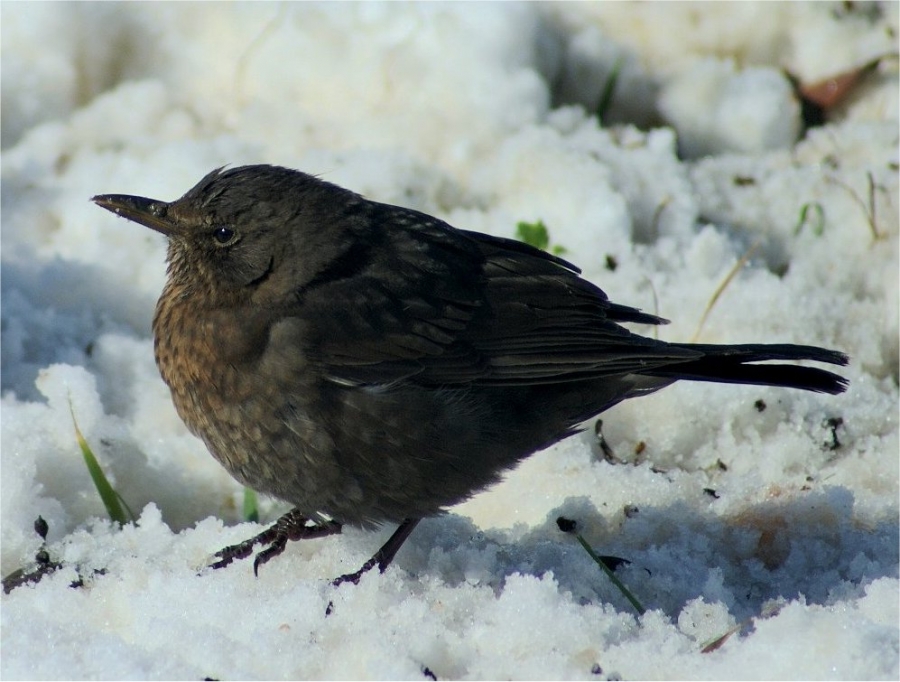 Common Blackbird