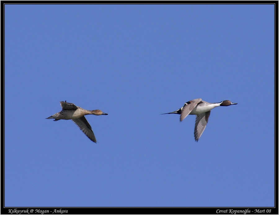 Northern Pintail