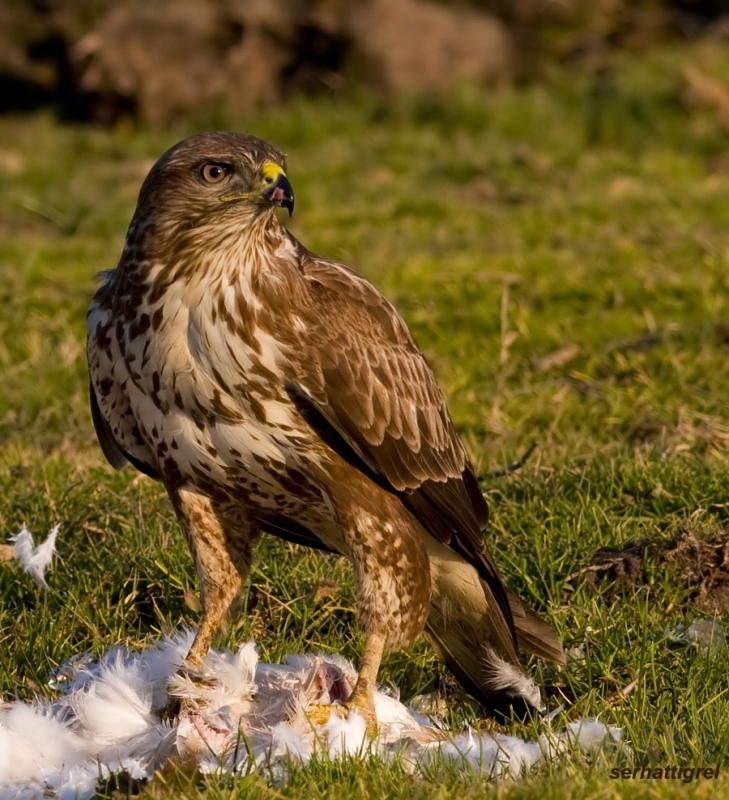 Common Buzzard