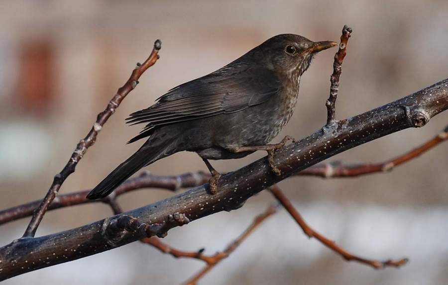 Common Blackbird