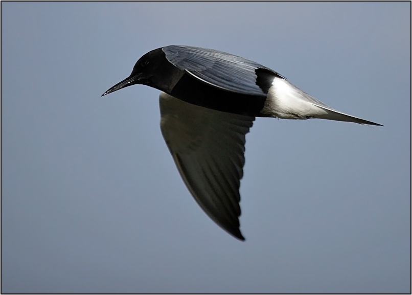 Black Tern