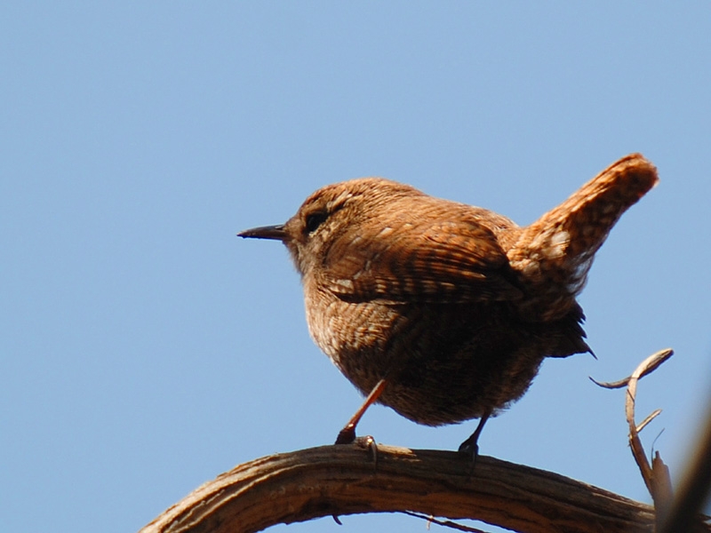 Eurasian Wren