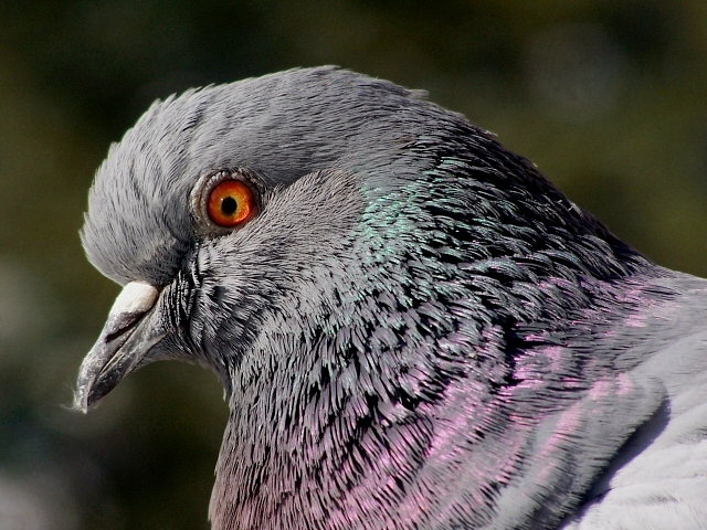 Rock Dove