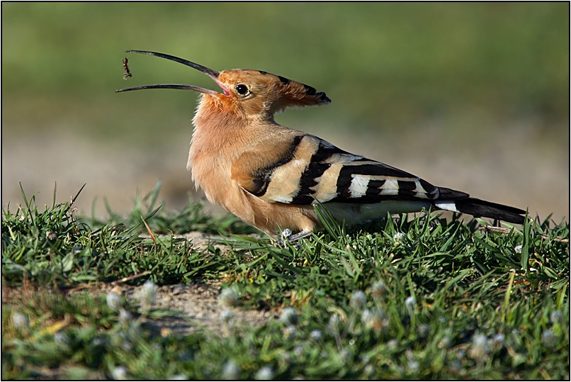 Common Hoopoe