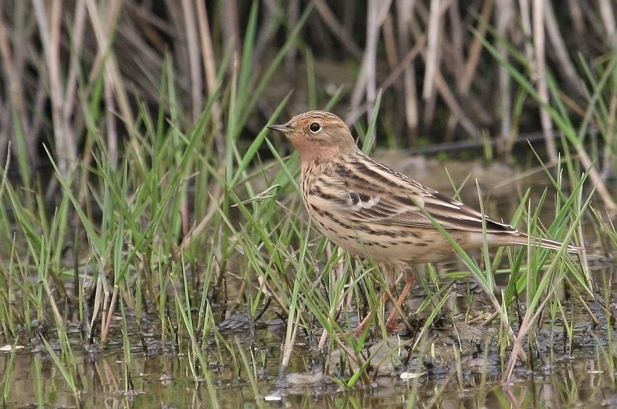 Red-throated Pipit