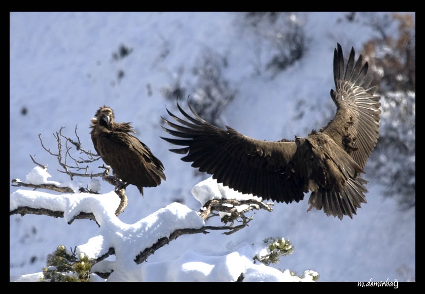 Cinereous Vulture