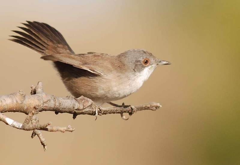 Sardinian Warbler