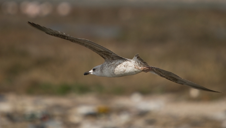 Caspian Gull