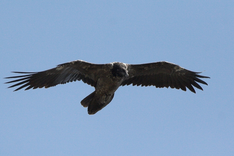 Bearded Vulture