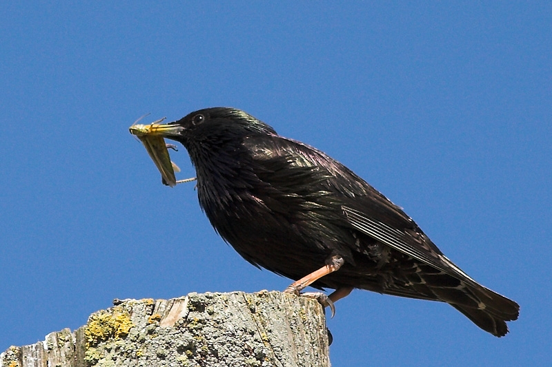 Common Starling