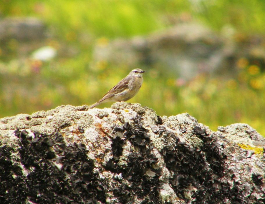 Water Pipit