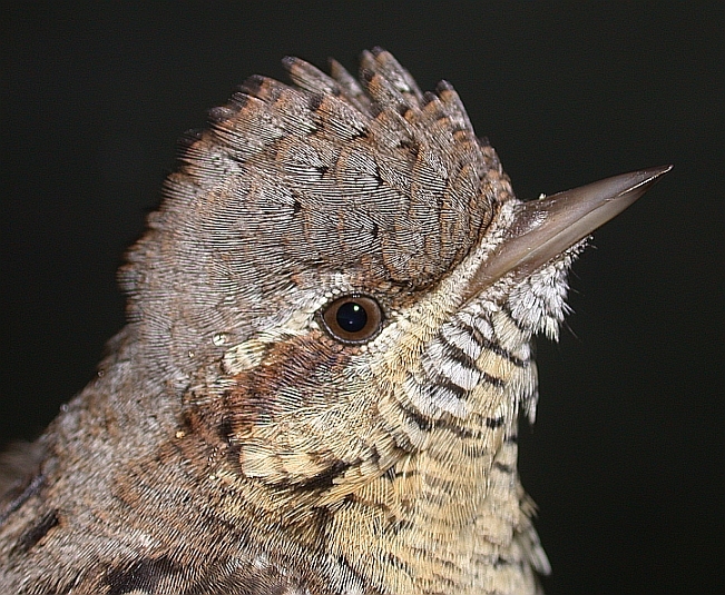 Eurasian Wryneck