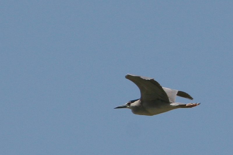 Black-crowned Night Heron